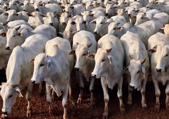 Brasil tem 15% mais bois do que gente, aponta IBGE