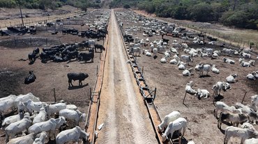 'Boitel': Conheça iniciativa pioneira em Coruripe que incentiva a pecuária em AL