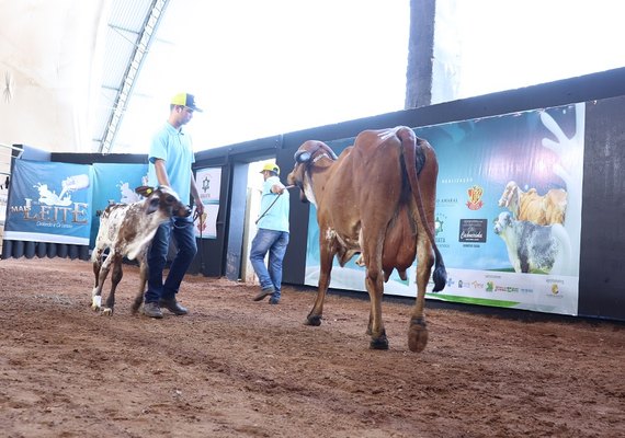 Leilão Mais Leite apresenta produtos para 2020