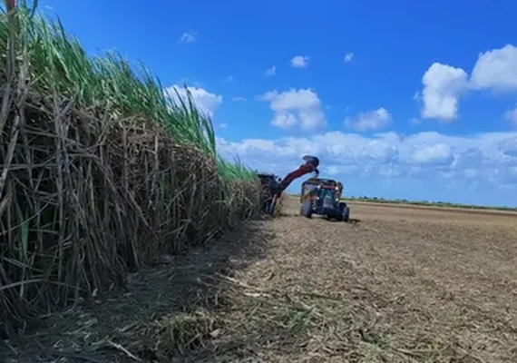 Mais de 17 mi tolenadas de cana foram processadas em Alagoas
