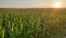 PIB da agropecuária cresce 11,7% e impulsiona resultado da economia em 2025