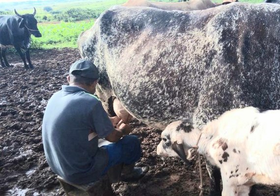 Em Arapiraca, melhoramento genético eleva em 40% a produtividade de leite