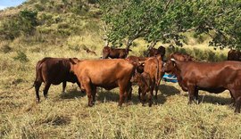 Gado Santa Gertrudis está confirmado na 69ª Expoagro/AL