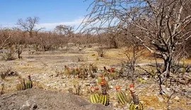 Alagoas aparece em 3º lugar entre estados com maior perda de vegetação da Caatinga