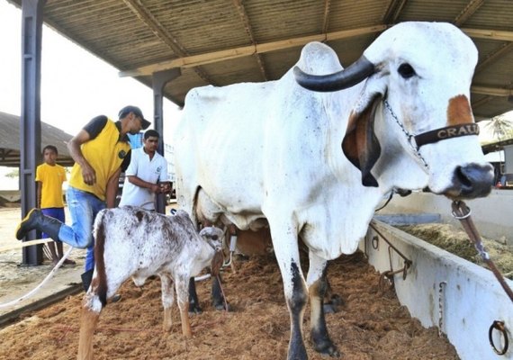 70º Expoagro/AL será adequada ao novo normal