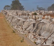 Gado confinado no Brasil come melhor e rende mais, mostra pesquisa