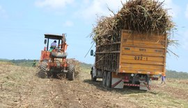 Usinas já produziram mais de 126 mil toneladas de açúcar na safra 18/19