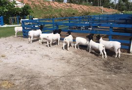 Curso de melhoramento genético em ovinos abre 8ª Expoalagoas Genética