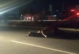 Acidente envolvendo cavalo deixa trânsito lento na AL 101 Sul