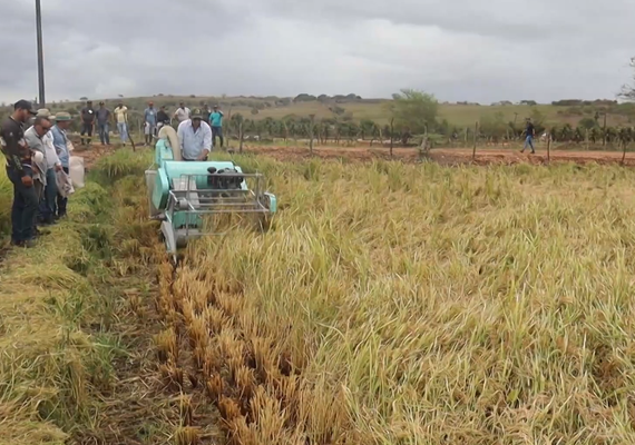 Produção de arroz cresce em Igreja Nova com apoio da Embrapa e Governo
