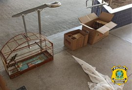 PRF prende dois suspeitos e recolhe 30 aves silvestres em Alagoas