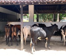 Adeal certifica primeiro estabelecimento livre de brucelose em Alagoas