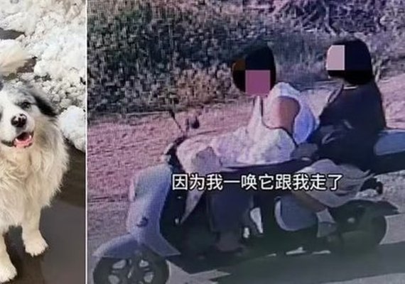 Cão com 1,5MI de seguidores é sequestrado e abatido em restaurante na China