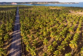 Alimentos à base de coco estão em alta no mercado brasileiro