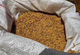Safra de arroz em Alagoas cresce 4% e governo investe em produtores