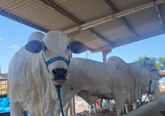 Confira a programação desta segunda-feira (25) na 71ª edição da Expoagro/AL