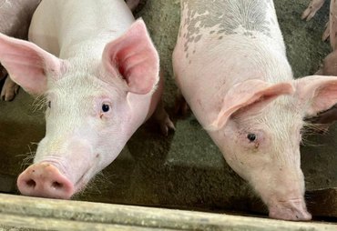 Preço do suíno cai 16,1% em fevereiro e setor monitora Oriente Médio