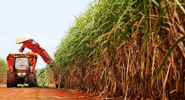 Safra de cana já supera moagem final do ciclo 2024/25 em Alagoas