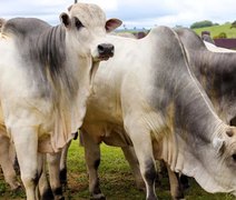 2ª Agro Feira IBC promove venda exclusiva da tourama Barros Correia