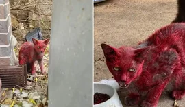 Gata de pelagem vermelha desaparece e intriga moradores no Texas