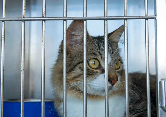 Focinho Responsável realiza nova edição de feira de adoção na Serraria