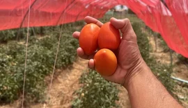 Embrapa Alagoas conduz cultivo de tomate híbrido com alto índice de produtividade