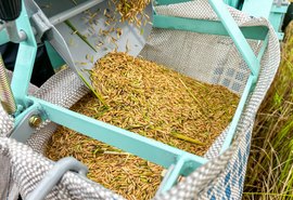 Produção de arroz cresce 41% no Baixo São Francisco em três anos