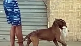 Homem que passeava com pitbull e matou gato é denunciado pelo Ministério Público