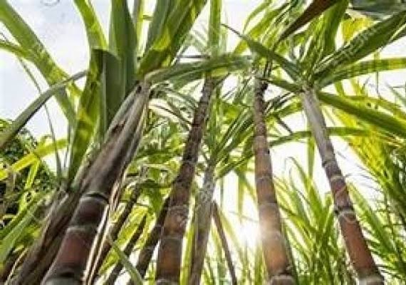 Usinas ultrapassam marca de um milhão de toneladas de açúcar produzidas na safra 22/23