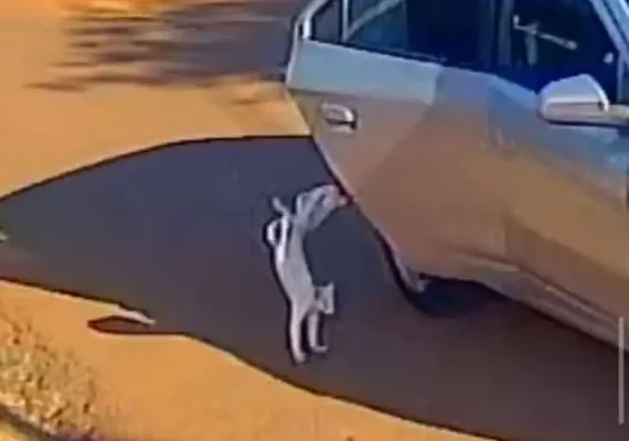 Mãe e filha são presas por abandonar gato que morreu atropelado no Acre