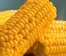 Escolha da semente será decisiva para elevar produtividade do milho