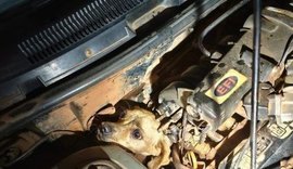Cachorro caramelo é resgatado após ficar preso em motor de carro