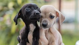 Feira de Adoção leva cães e gatos para a Rua Aberta neste domingo (10)