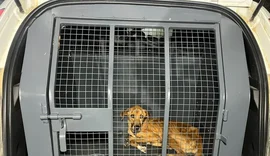 Mulher é presa suspeita de maus-tratos contra cachorro em Rio Largo