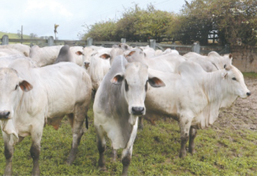 4ª Agrofeira IBC será realizada nos dias 18 e 19 de setembro em Chã Preta
