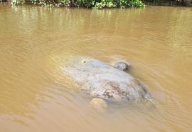 Nascimento de peixe-boi em Porto de Pedras reforça turismo responsável e conservação da espécie