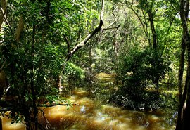 Fungo amazônico pode controlar doenças agrícolas e gerar novos antibióticos