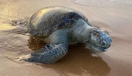 Tartaruga-verde adulta é encontrada morta na Praia de Jacarecica, em Maceió