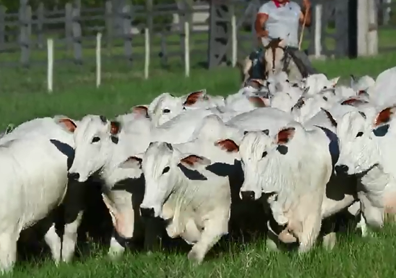Irmãos Barros Correia disponibilizam tourama nelore excepcional