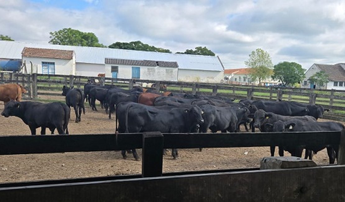 Embrapa avalia temperamento de bovinos da raça Brangus