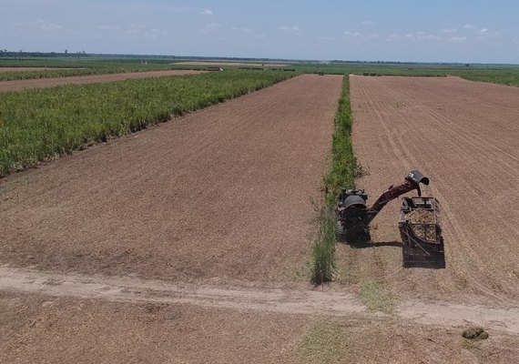Asplana comemora recuperação da safra de cana em Alagoas