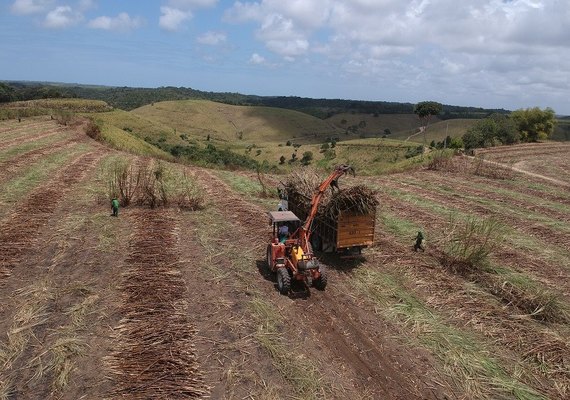 Safra de cana de Alagoas terá crescimento de mais de 16%