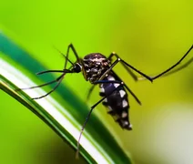 Nas primeiras semanas do ano, AL registra mais de 300 casos prováveis de dengue