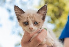 Cães e gatos vão estar disponíveis para adoção na Rua Aberta neste domingo (23)