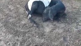 Câmera registra fuga de suposto chupa-cabra após mortes de animais em Craíbas