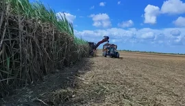 Safra de cana em AL se aproxima do fim com queda de 3% na produção