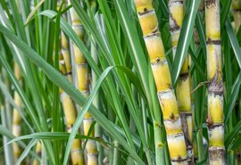 Safra de cana em AL deve chegar a 17 mi de toneladas