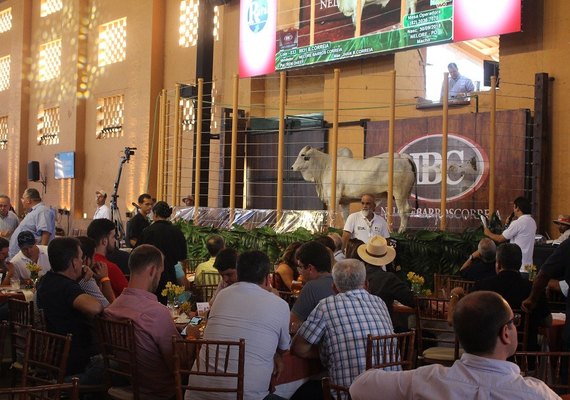 Expoagro/AL fatura R$4,2 mi em dois leilões de nelore