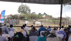 IBC apresenta animais que estarão disponíveis do 21º Leilão Nelore Barros Correia