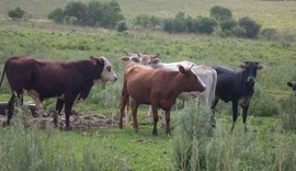 Publicada adesão de consórcios ao Sistema Unificado de Atenção à Sanidade Agropecuária